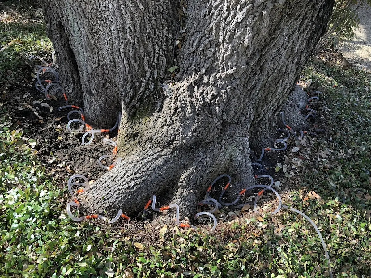 Detailed Tree Cabling and Bracing job site in Rye