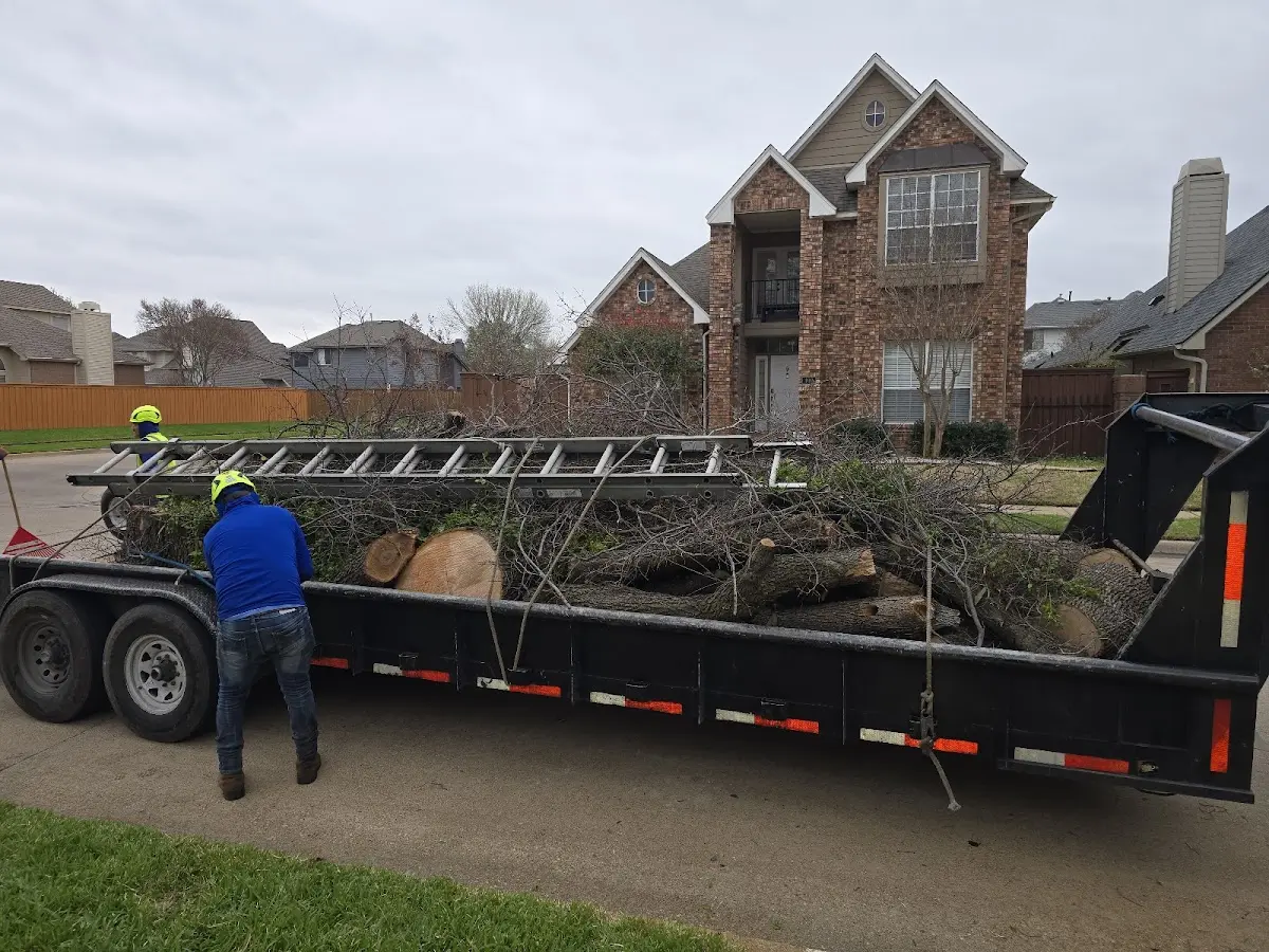 Expert Tree Removal with proper safety equipment in Rye